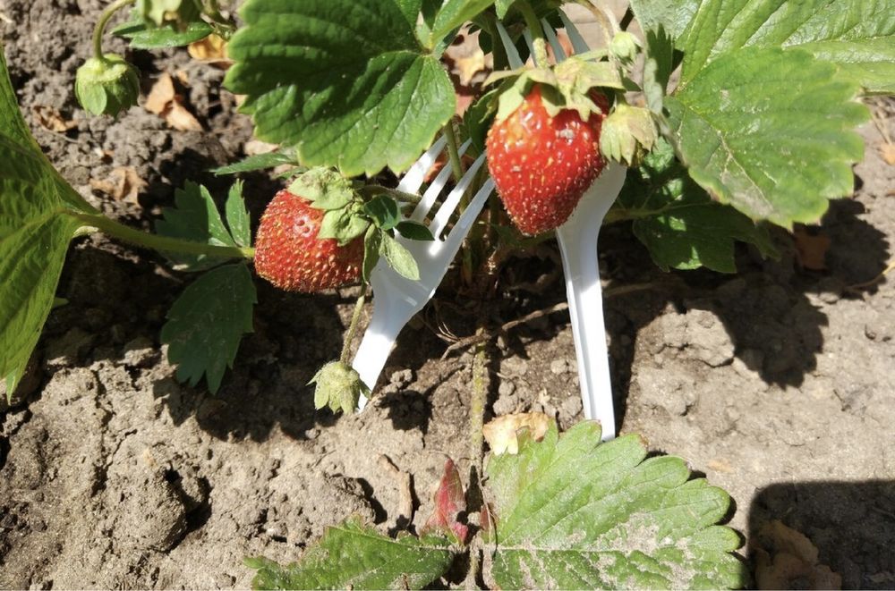 Рассада малины,клубники