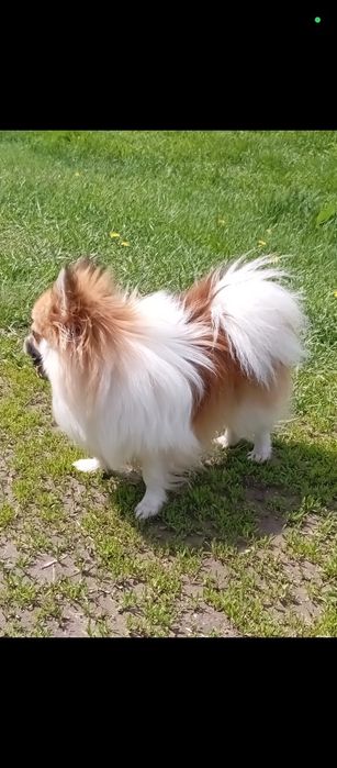 Ищем жениха для девочки шпица