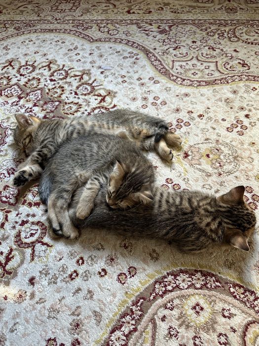 Котята в добрые руки. Мальчики. Только в квартиру без самовыгула