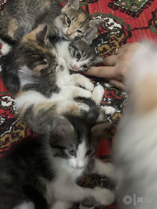 Mushuklar hadiya qilinadi 1yarim oylik