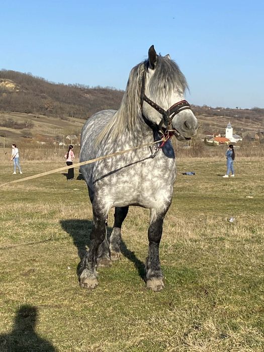 Iepe de vanzare preț   4500 € bucata