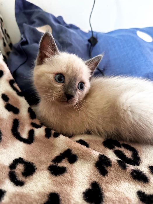 Котенок мальчик в добрые руки