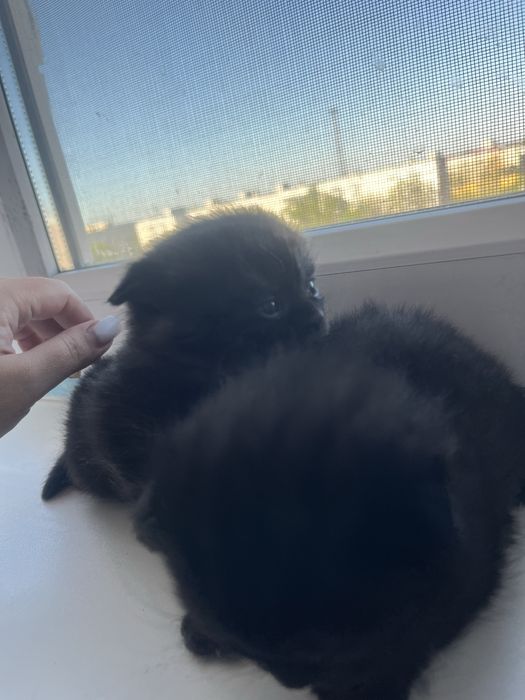 Котята на бронь осталось два мальчика