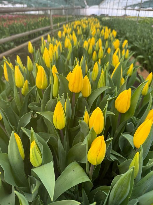 Оптом тюльпаны алматы в городе есть склад