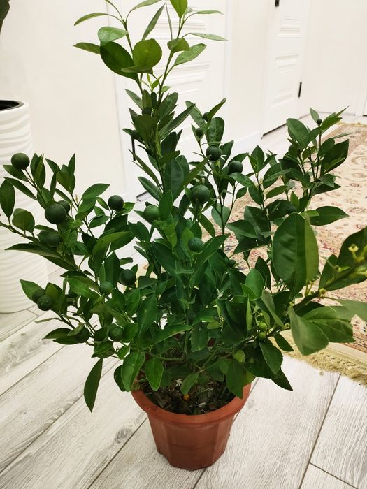 Цветы комнатные. доставка