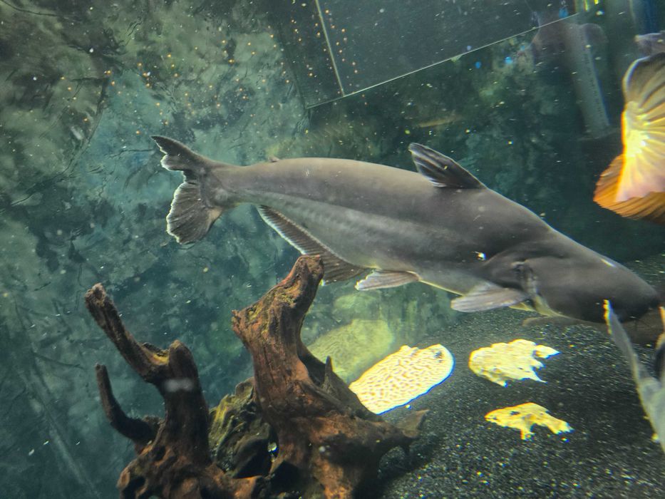 Продам  рыбу аквариумную пангасиус