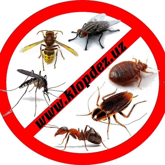 Дезинфекция клопов дезинсекция Dezinfeksiya Dizenfeksiya