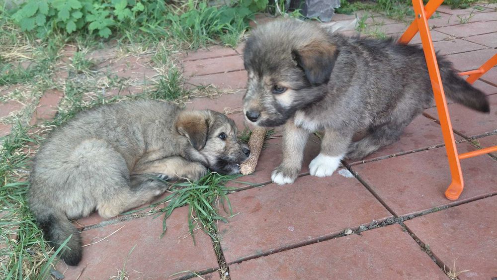 Se ofera gratuit spre adoptie caini (5 masculi si o femela)