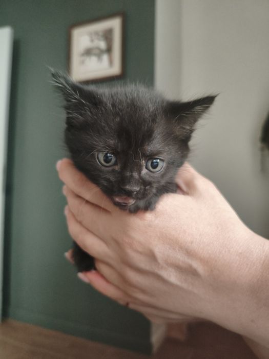 Котёнок  девочка