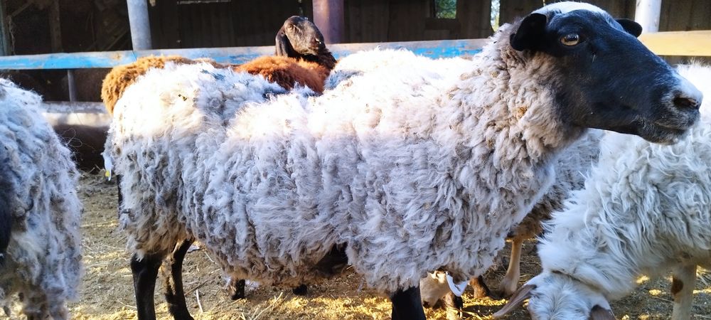 Романовские овцематки