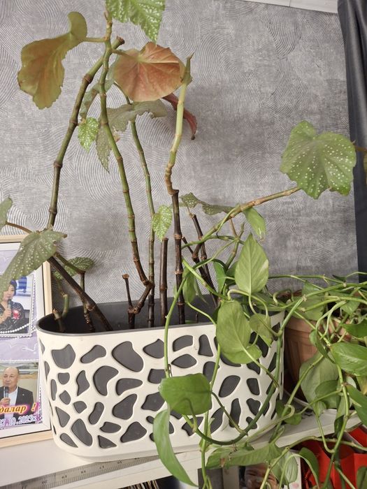 Домашние цветы разные