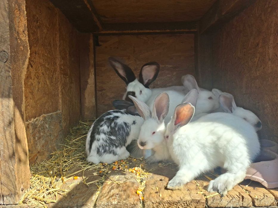 Vand iepurasi Fluture German si Urias Transilvanean