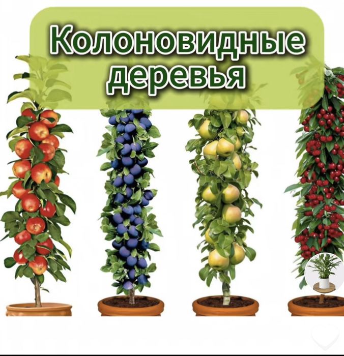 Колоновидные плодовые деревья