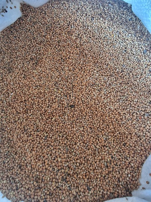 Mei  pentru papagali