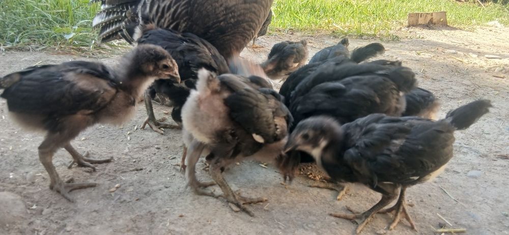 Gigant Qora Shahzoda Tovuqlari, Xo‘rozlari, Tuxumlari va 2 Oylik Jo‘ja