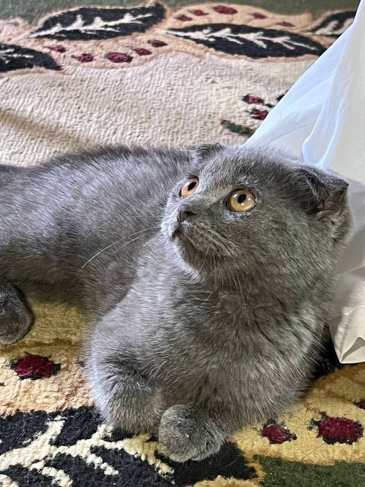 Mushuk scottish fold