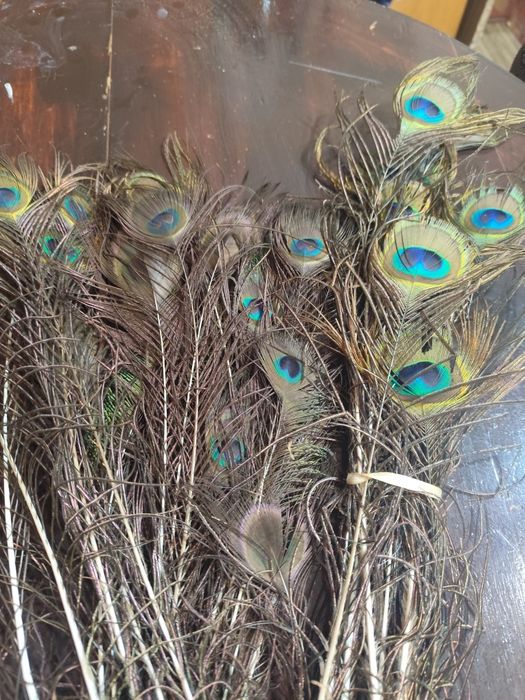 Паунови пера за украса