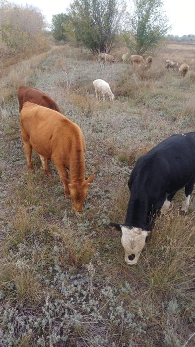 Продается бычок на откорм