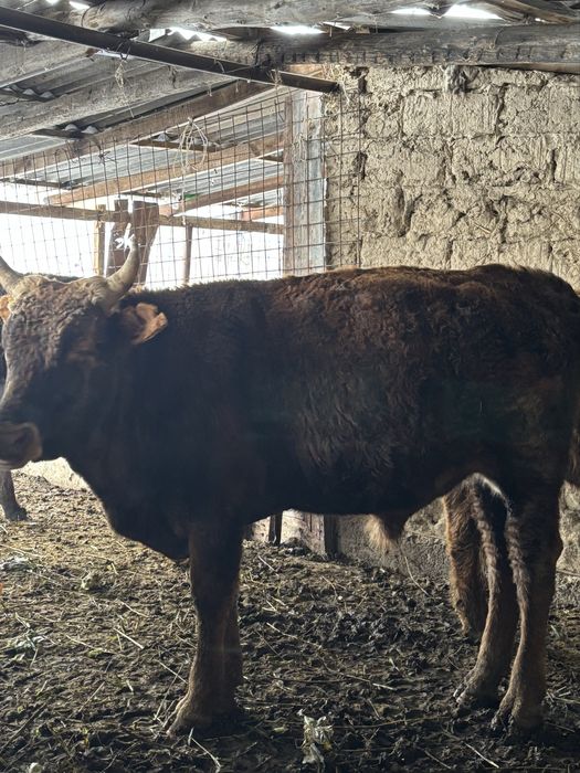 продаються бычки