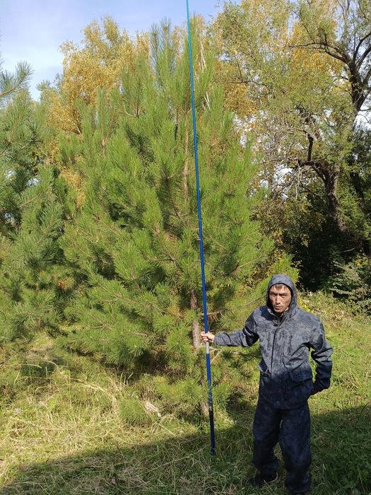 Продаются сосны крымские обычные
