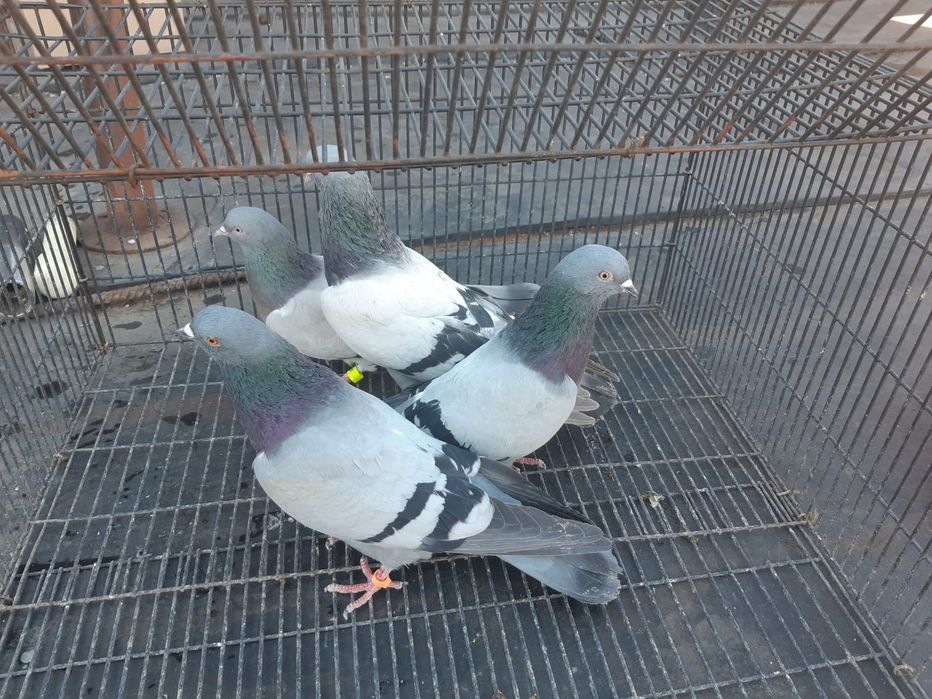 Продаю голубей от 2000