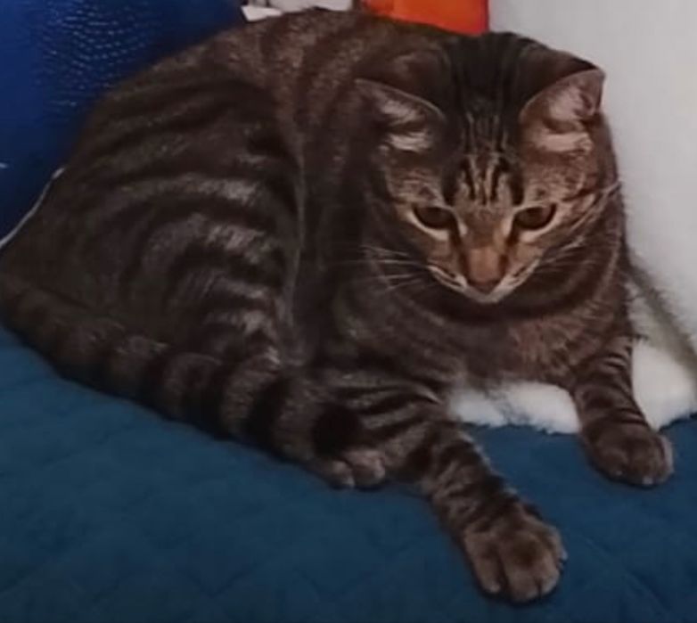 Отдам кота в добрые руки