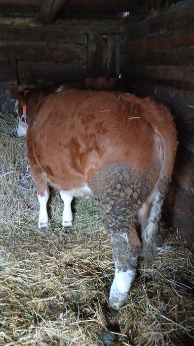 Vând 2 junici de 11luni