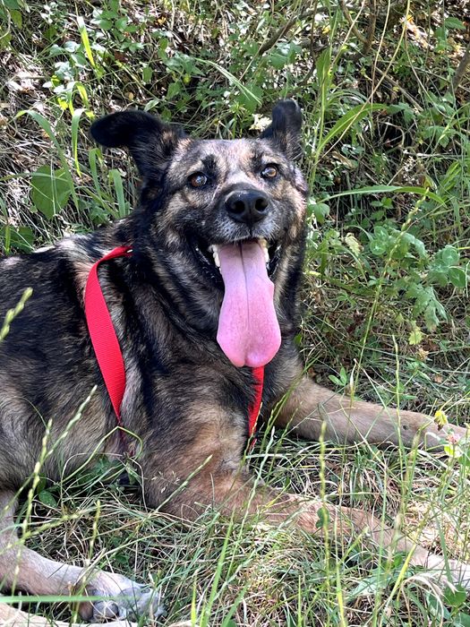 Улично куче за осиновяване