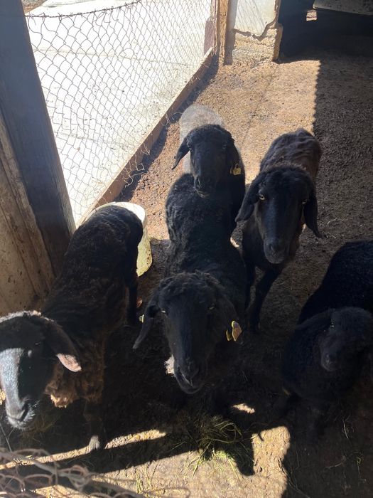 Қозылы қойлар сатылады