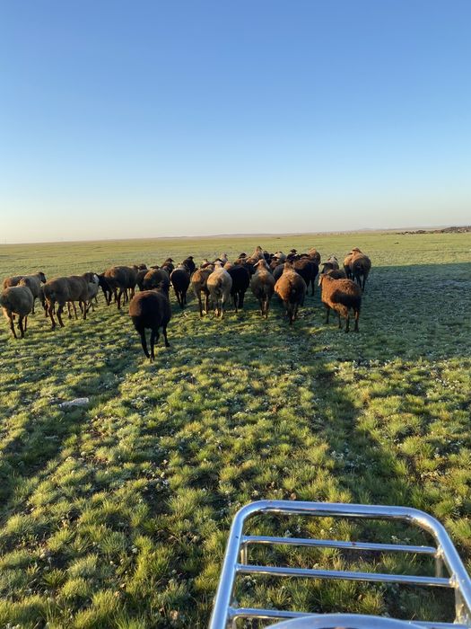 Қой сатам семіз 2