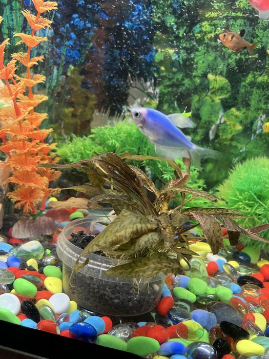 Продам золотых рыбок тернеции и скалярии