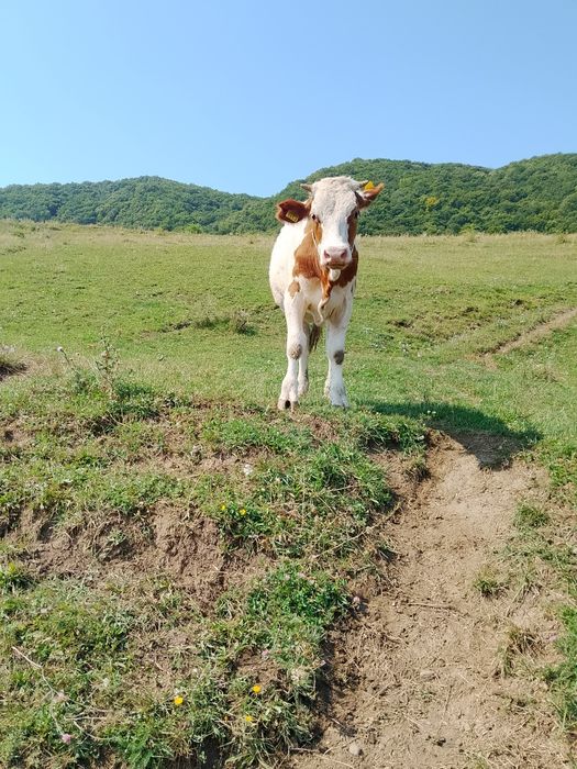 Vând vițică de un an