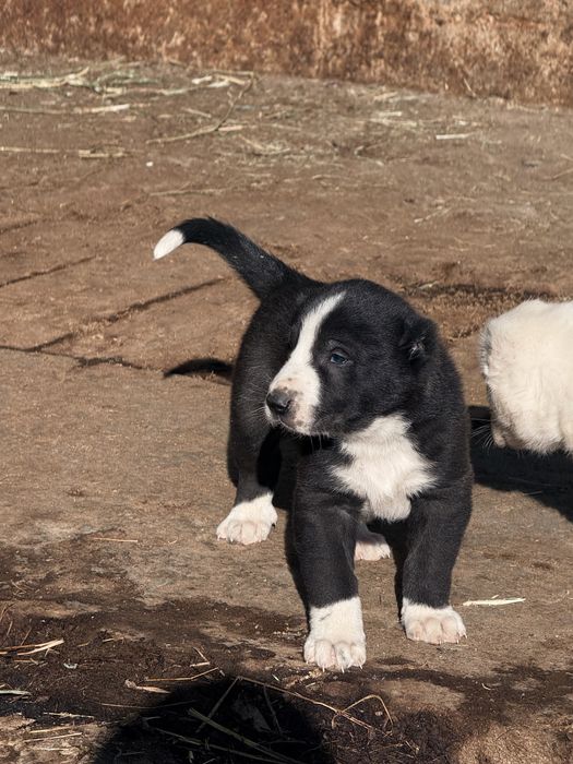 Продажа щенки Алабай(САО)