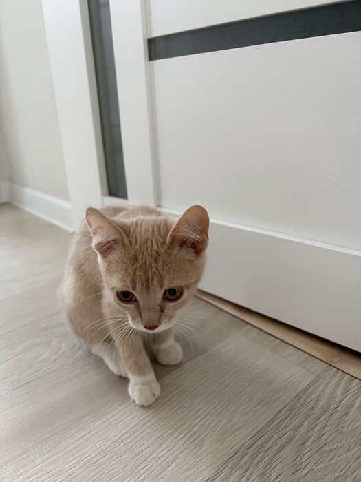 отдам котенка 2 месяца