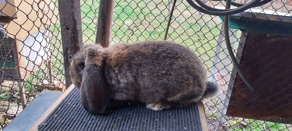 Зайци за разплод френски кочоват