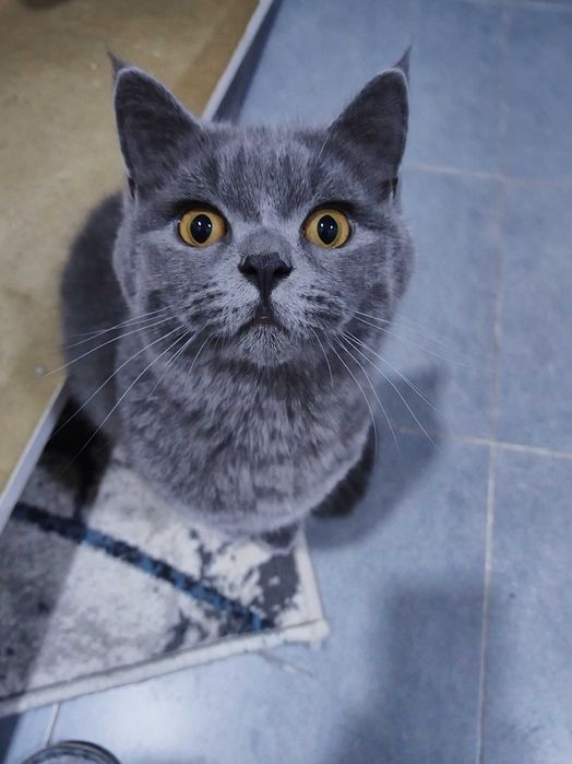 Кошки жывотное на