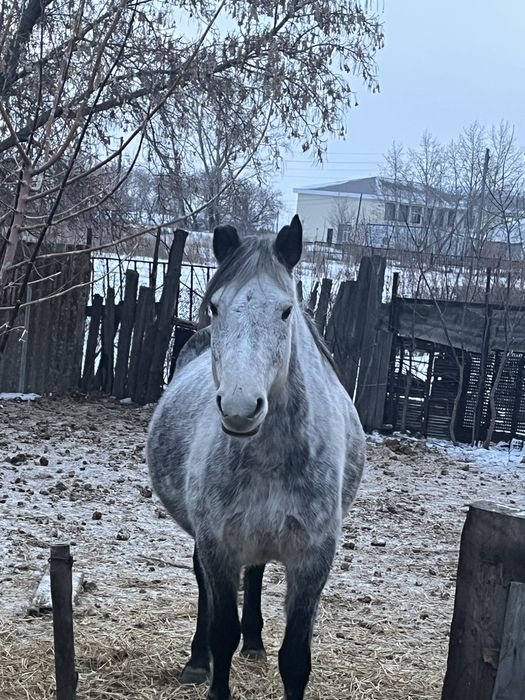 Бие сатам, продам лошадь