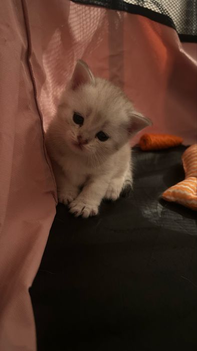 Шотландские котята