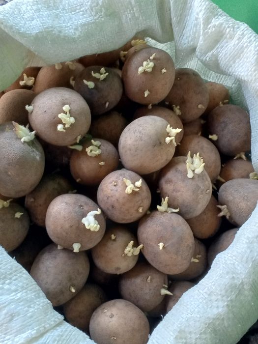 Продам белый картофель семенной