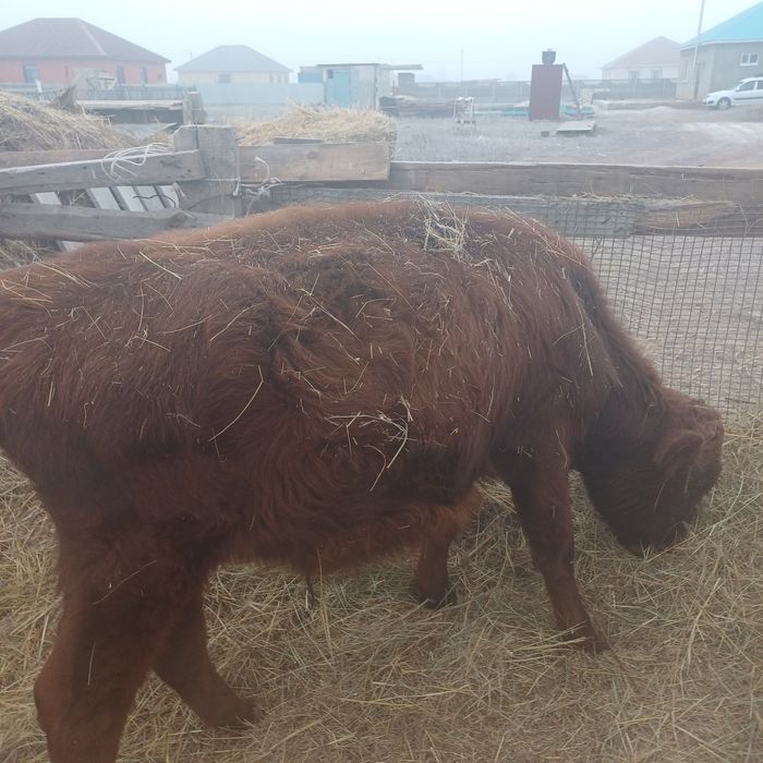 Бір жастағы қашар баспақтар сатылады