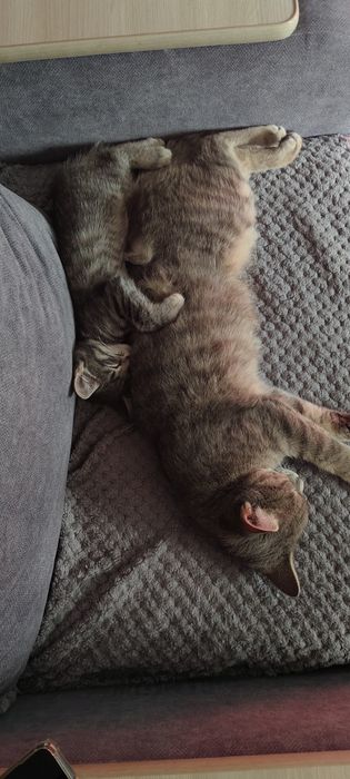 Отдам котенка,мальчик.