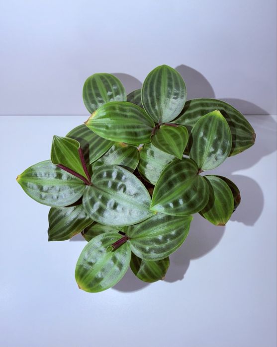 Геогенантус, комнатные растения, комнатные цветы