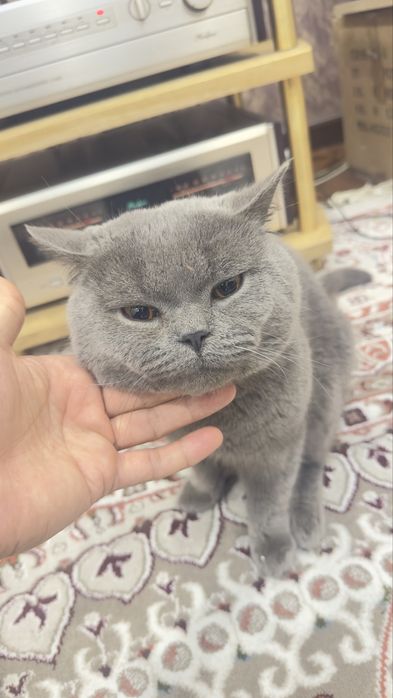 Продаю кота Скотиш страйт  для вязки.