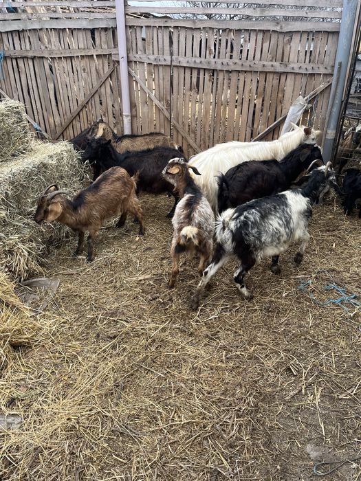 Vand capre cu iezi de langa ele