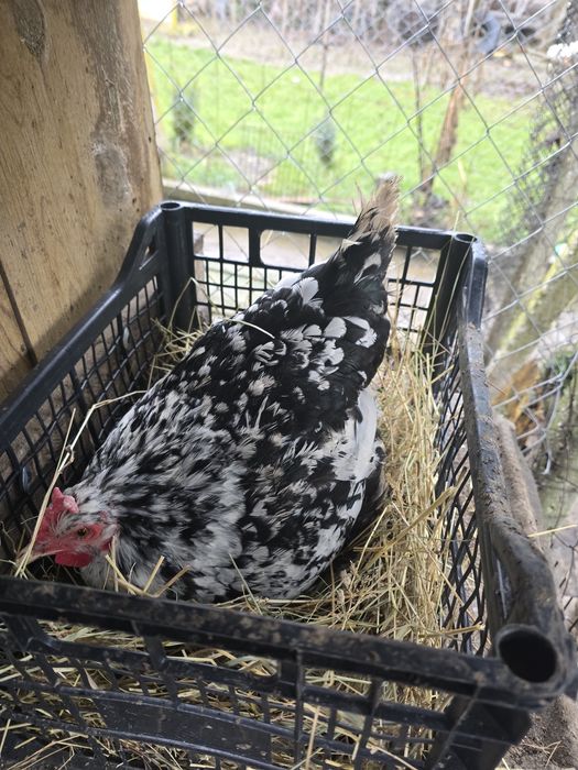 Оплодени Яйца от Селска Шарена Кокошка 0.80€