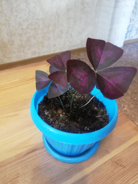 Цветок   Кислица