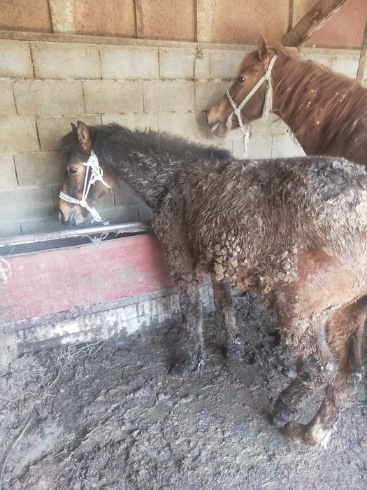 Продам жеребята 2 гол
