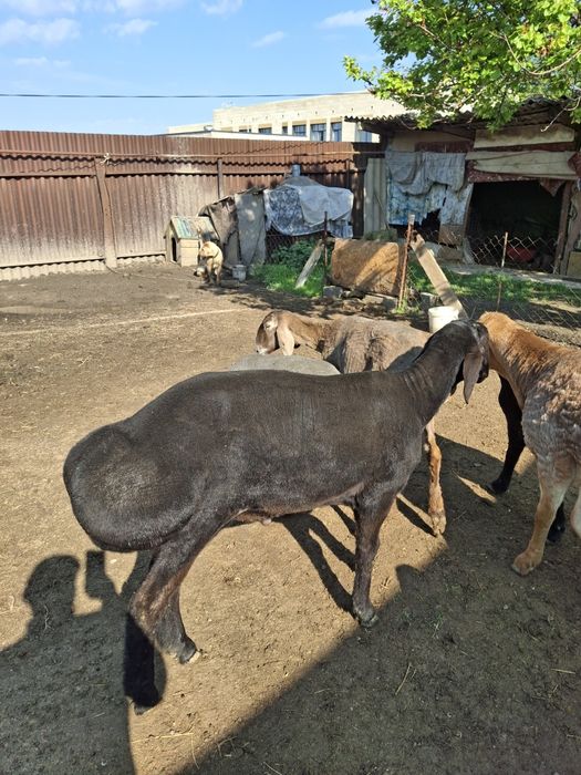 Қозы қошқар, гиссар