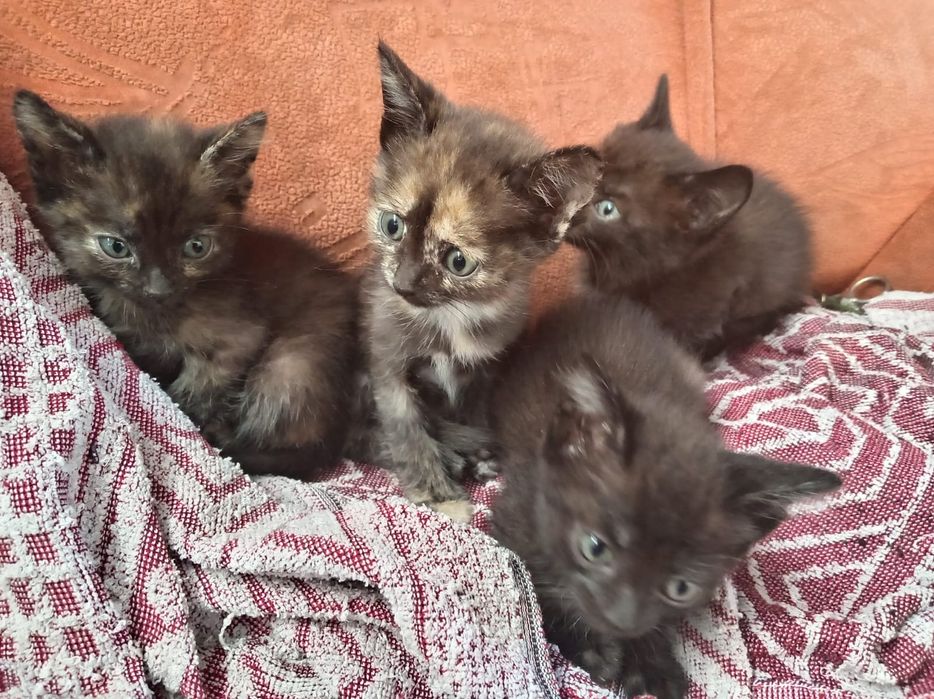 Отдам котят в самые добрые руки