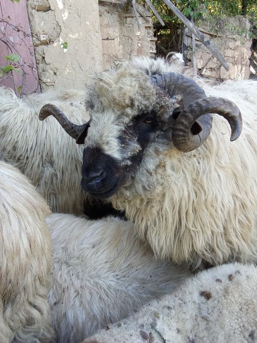 Vând un berbec țurcan